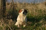 JACK RUSSEL 344